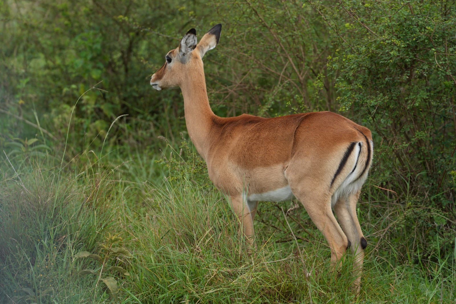 Kenya 2026 — Day 14